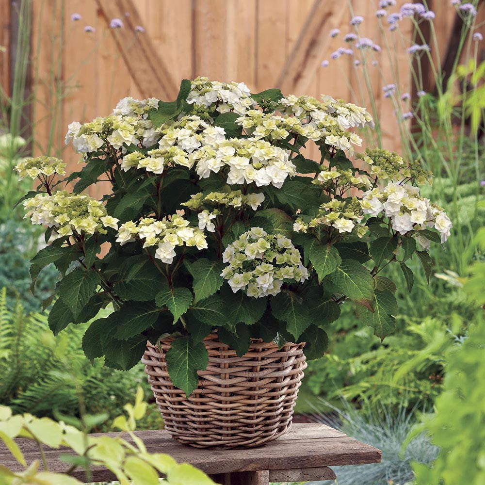 Hydrangea macrophylla 'Wedding Gown'