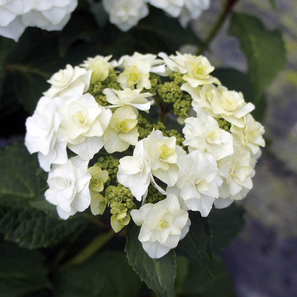 Hydrangea macrophylla 'Wedding Gown'