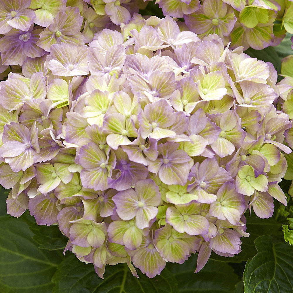 Hydrangea macrophylla 'Rembrandt Bella Pesche'