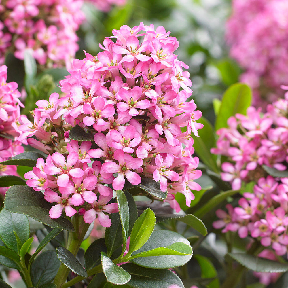 Escallonia laevis 'Pink Elle'