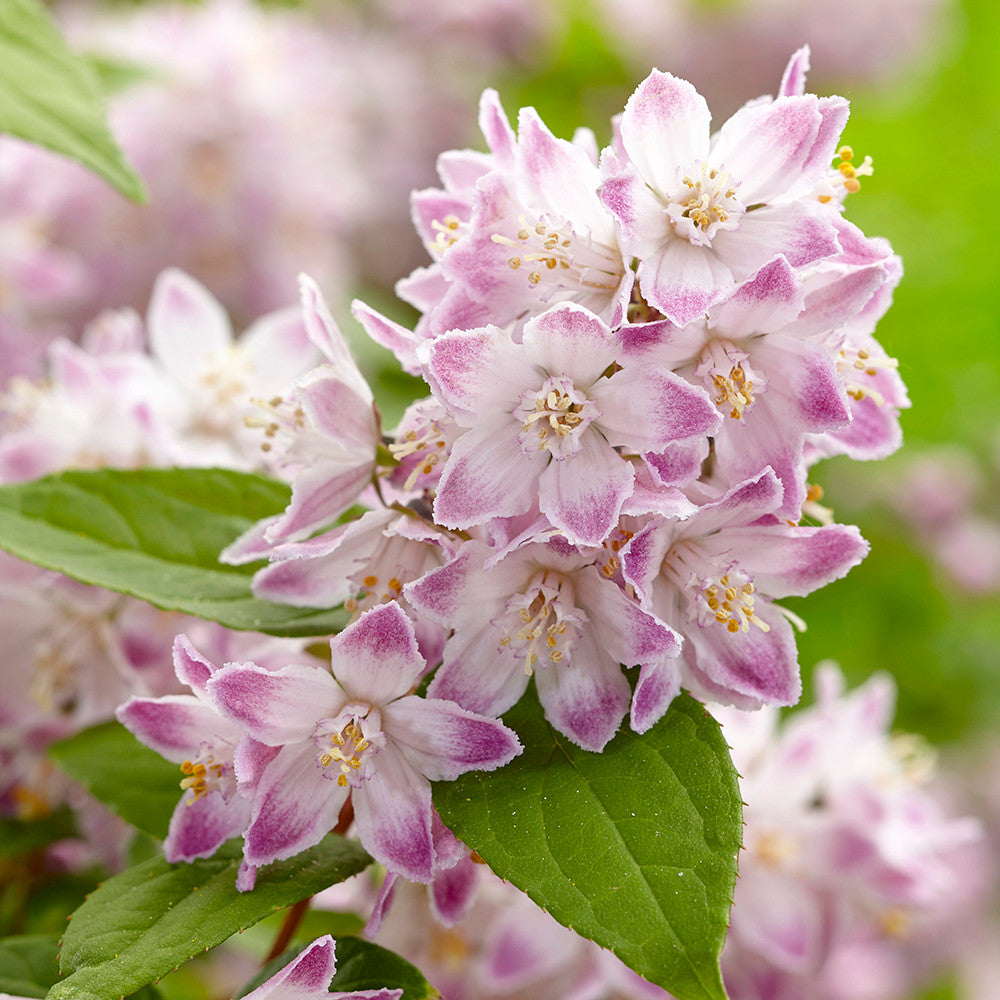 Deutzia 'Raspberry Sundae'