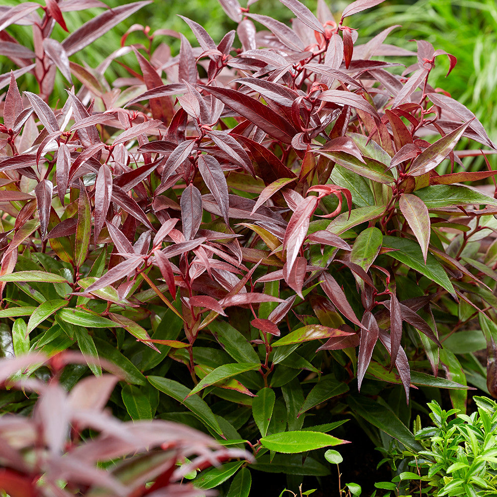 Leucothoe keiskei 'Burning Love'