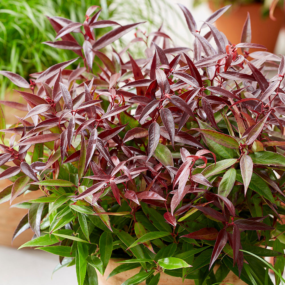 Leucothoe keiskei 'Burning Love'