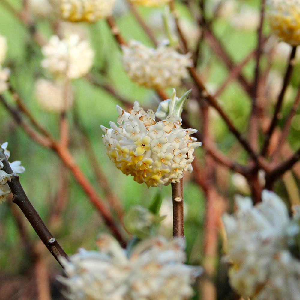 Edgeworthia chrysantha