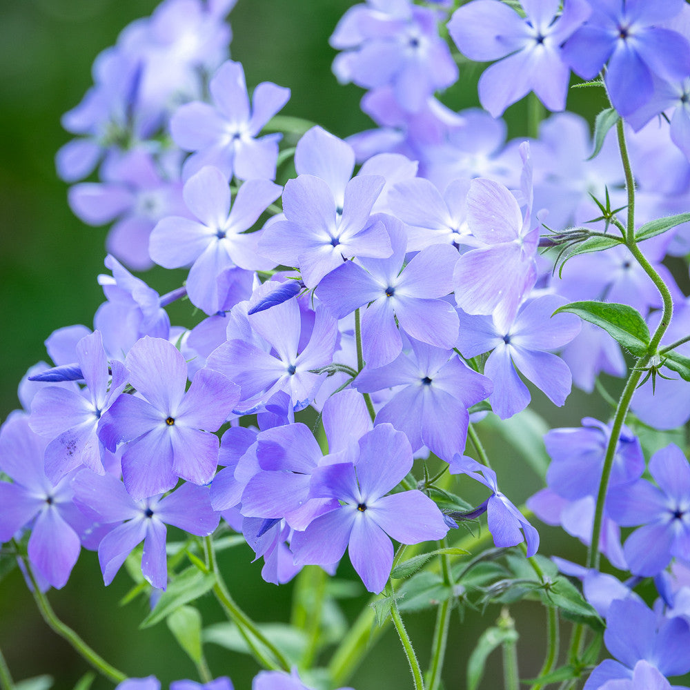 Wild Wood Phlox Collection