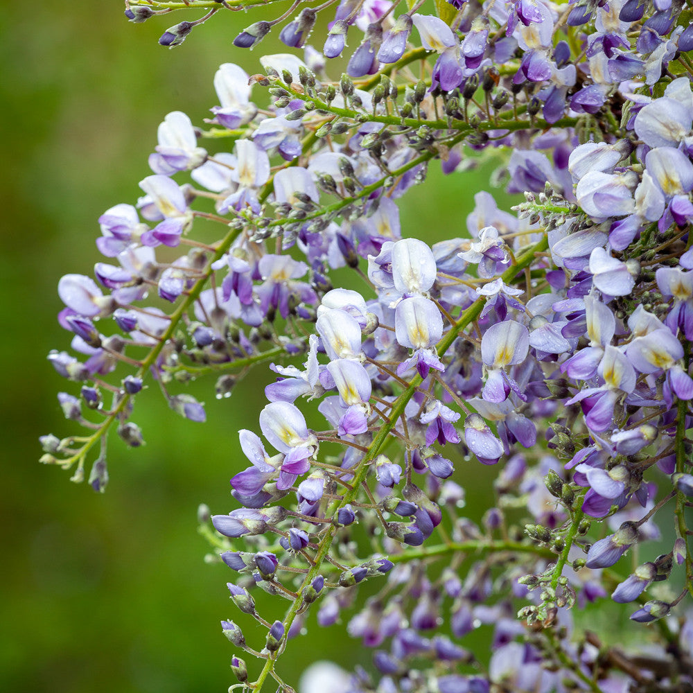 Wisteria floribunda 'Issai' (Domino)