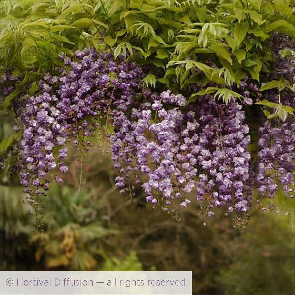 Buy Wisteria floribunda 'Yae-kokuryū' (Black Dragon) | Japanese