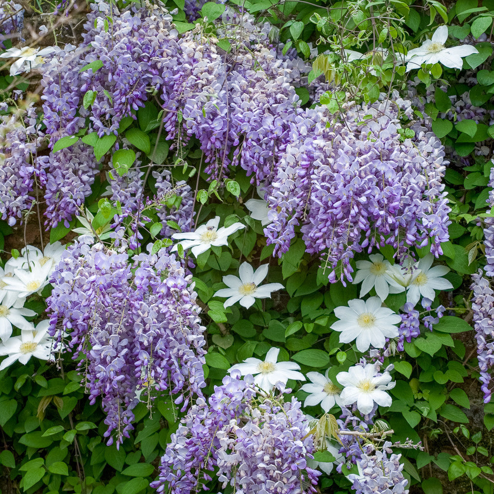 Clematis & Wisteria