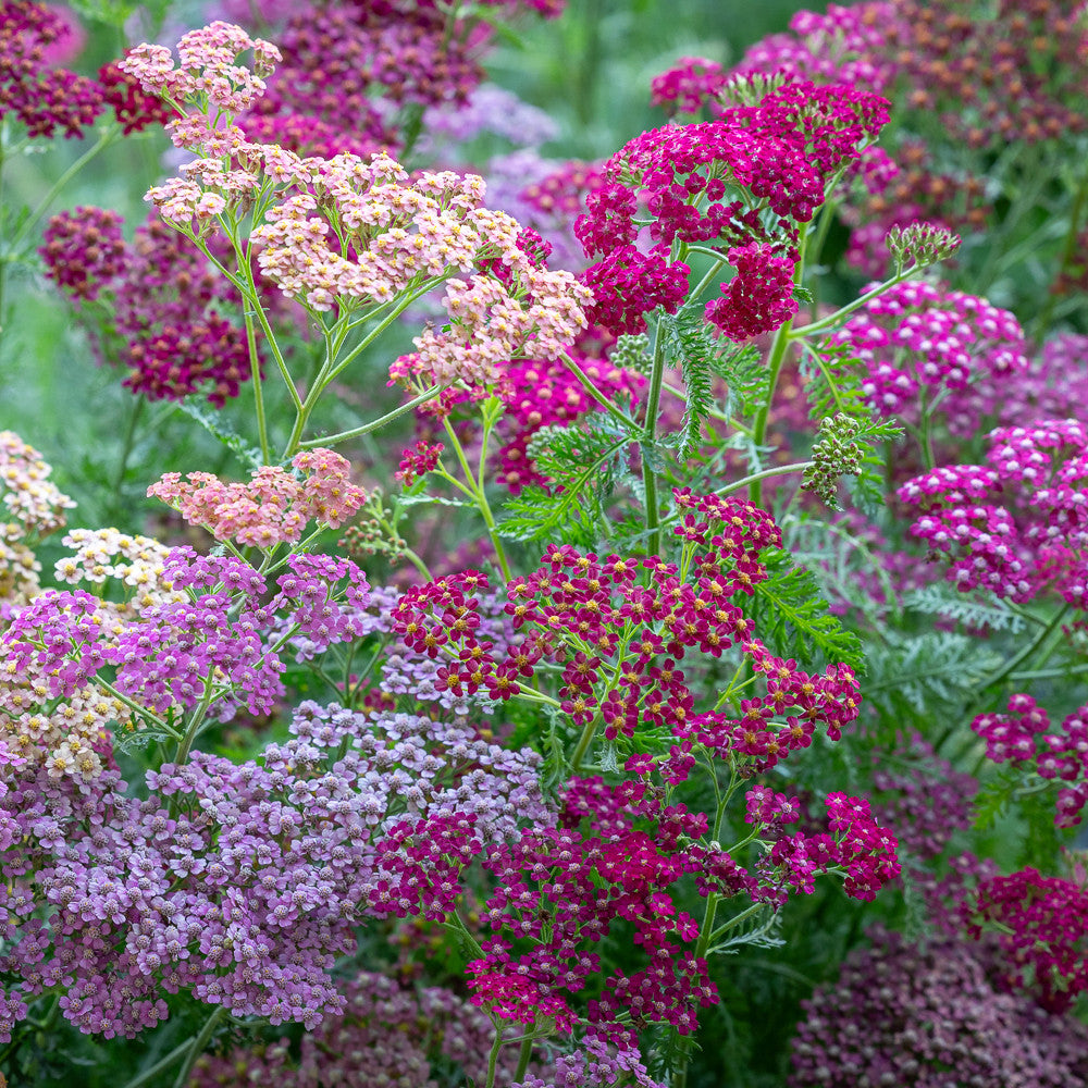 Achillea millefolium 'Flowerburst Red Shades'