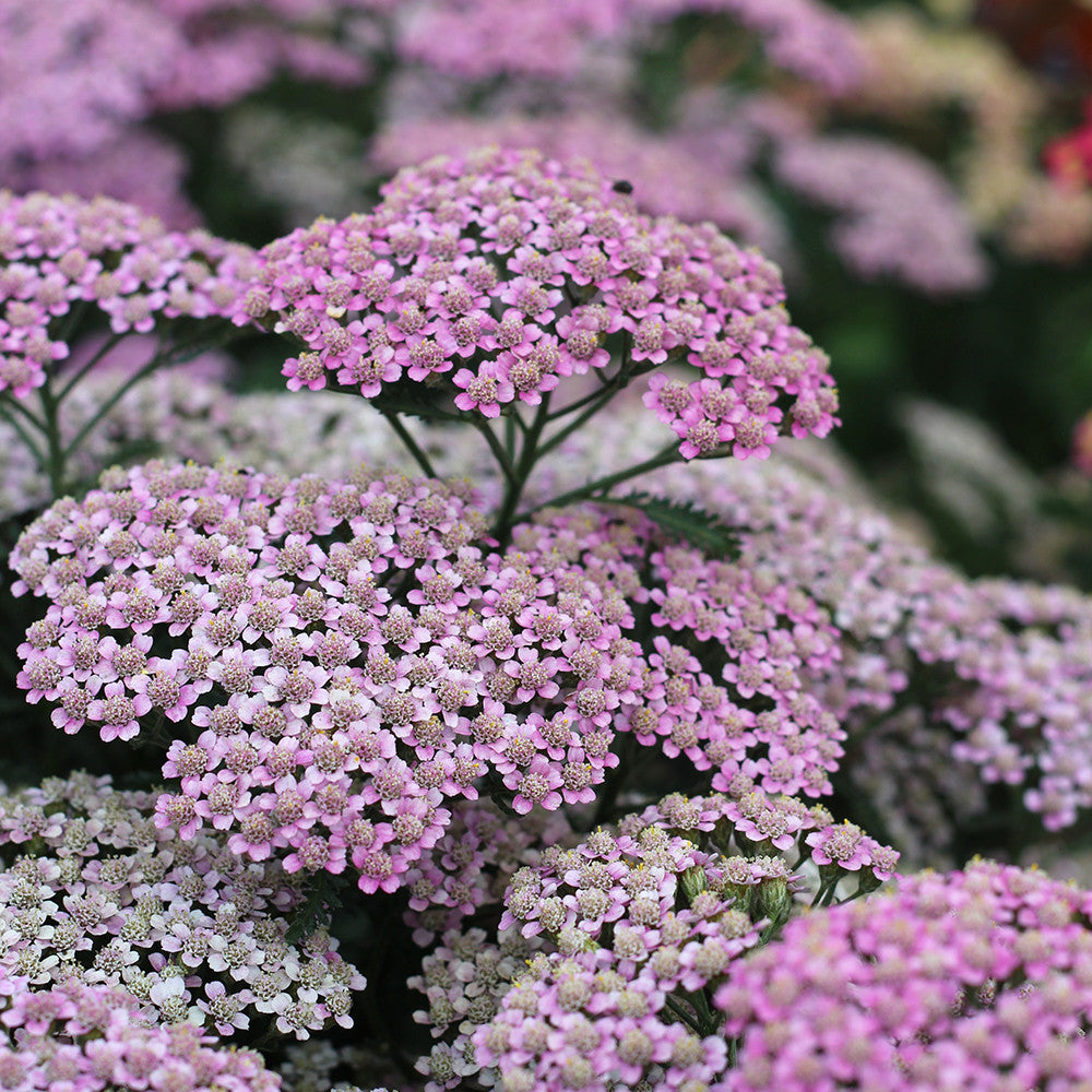 Achillea millefolium 'Milly Rock Rose'