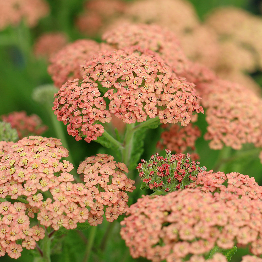 Achillea millefolium 'Salmon Beauty'