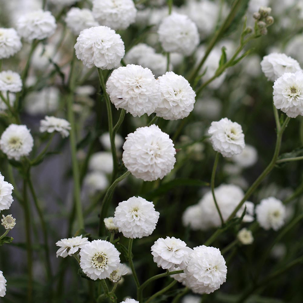 Achillea Ptarmica 'Peter Cottontail'