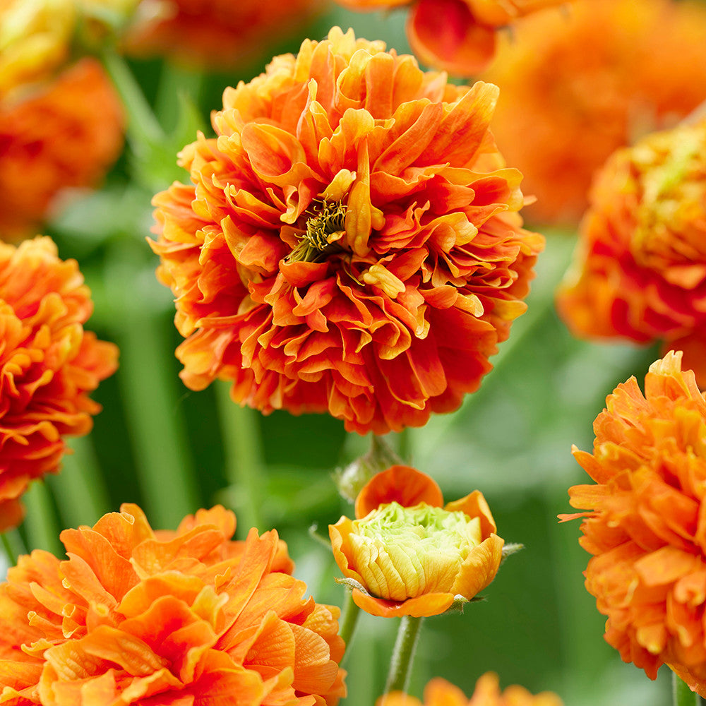Geum 'Orange Pumpkin'