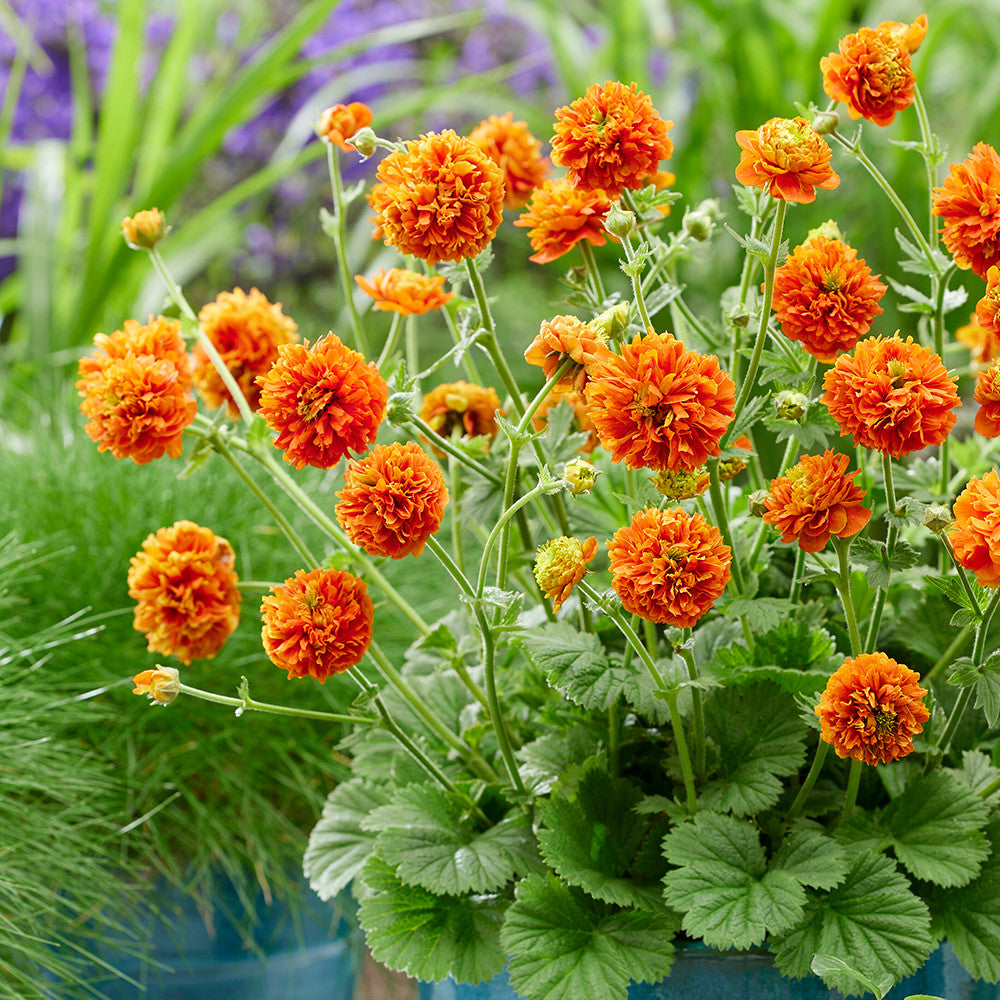 Geum 'Orange Pumpkin'