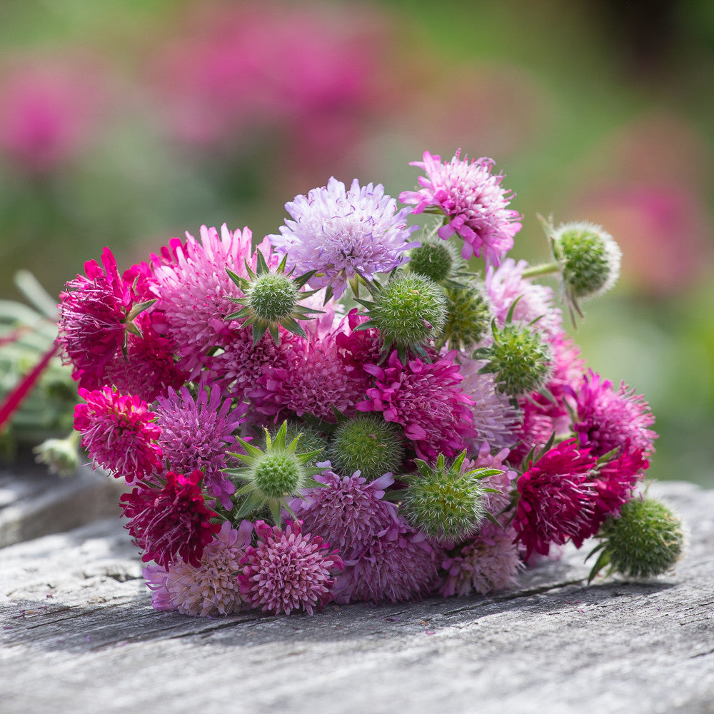 Knautia macedonica 'Melton Pastels'