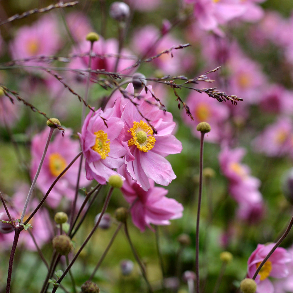 Anemone × hybrida 'Königin Charlotte'