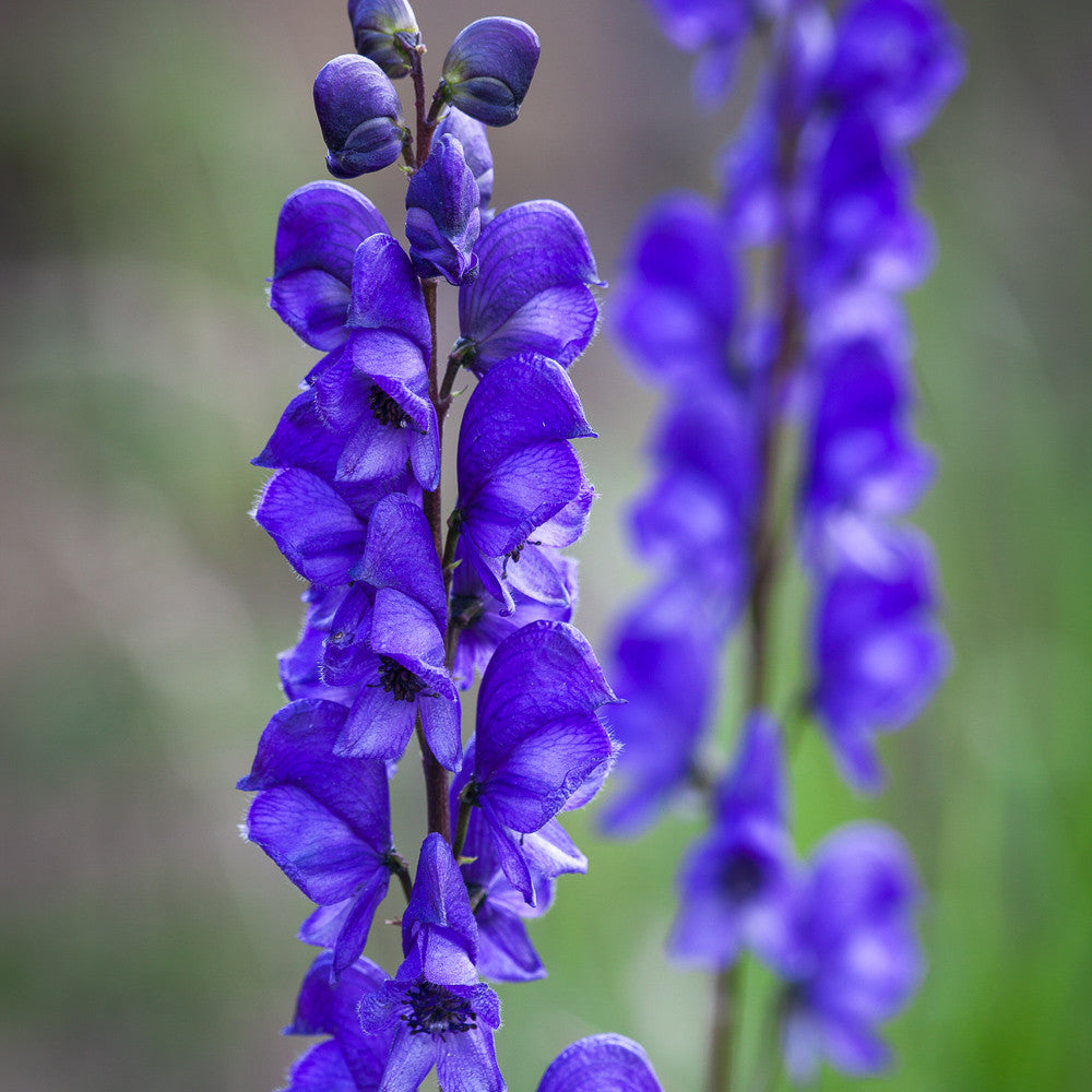 Aconitum napellus