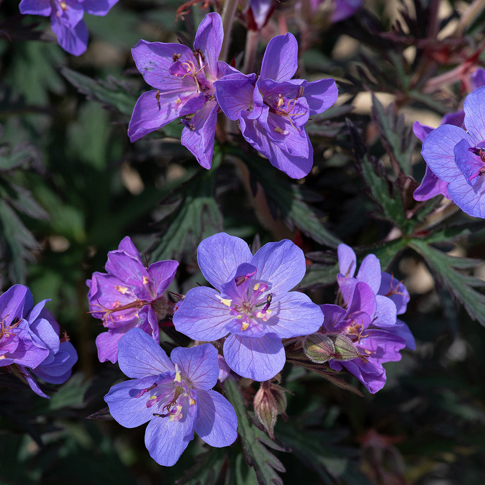 Geranium pratense 'Storm Cloud'