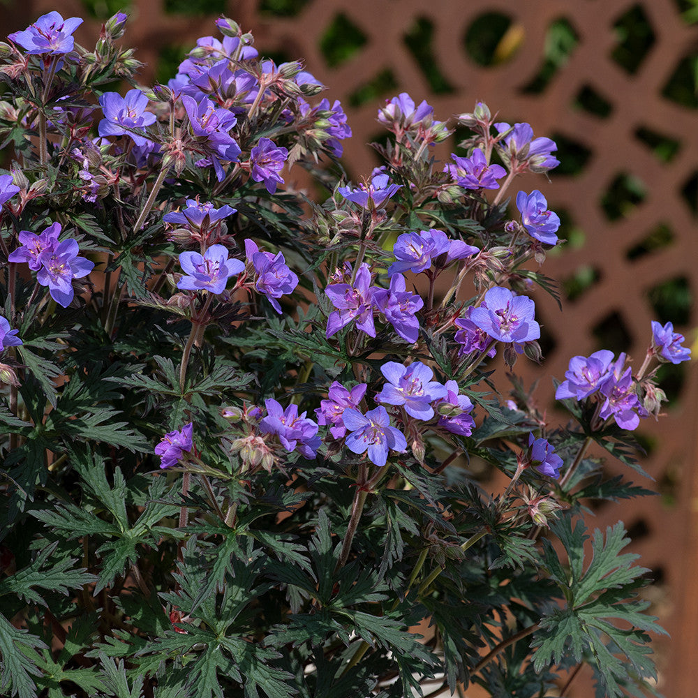 Geranium pratense 'Storm Cloud'
