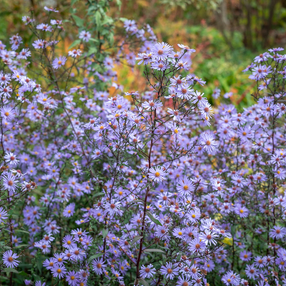 Symphyotrichum laeve 'Calliope'
