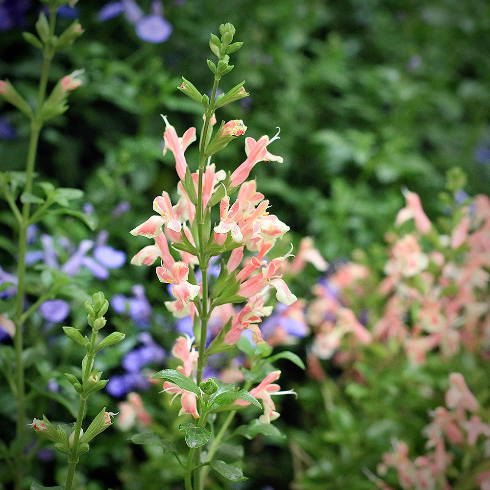 Salvia x jamensis ‘Belle De Loire