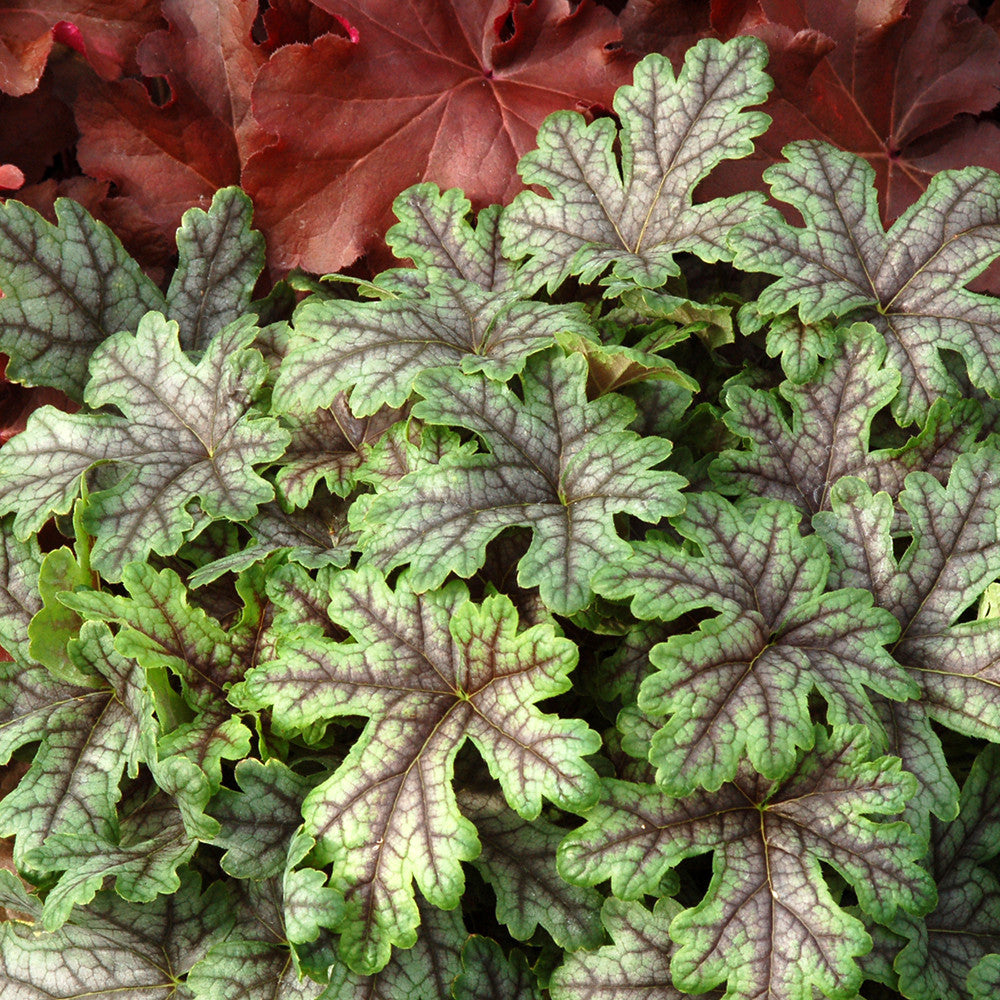 Heucherella 'Tapestry’