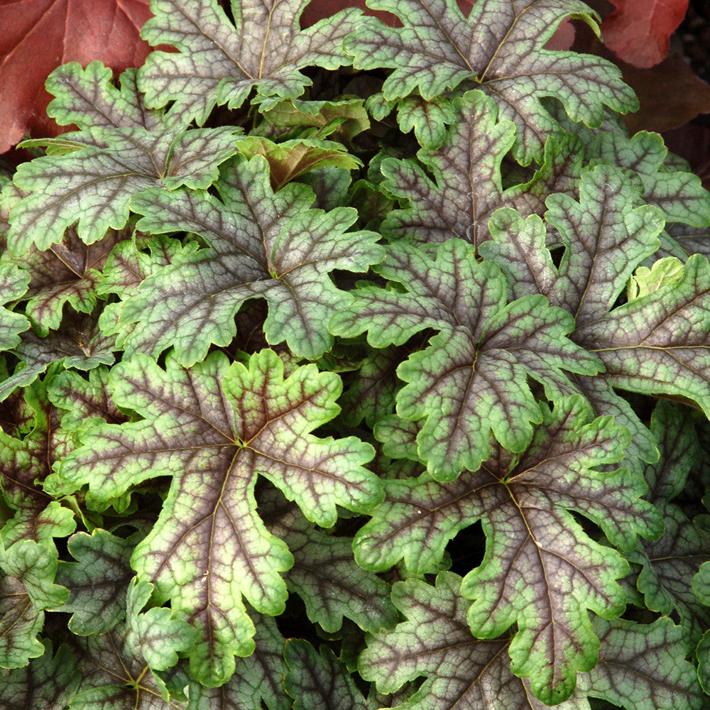 Heucherella 'Tapestry’