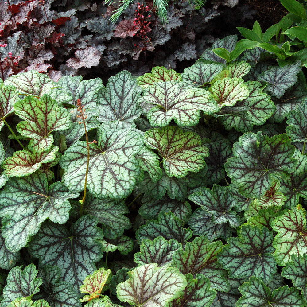 Heuchera ‘Green Spice’