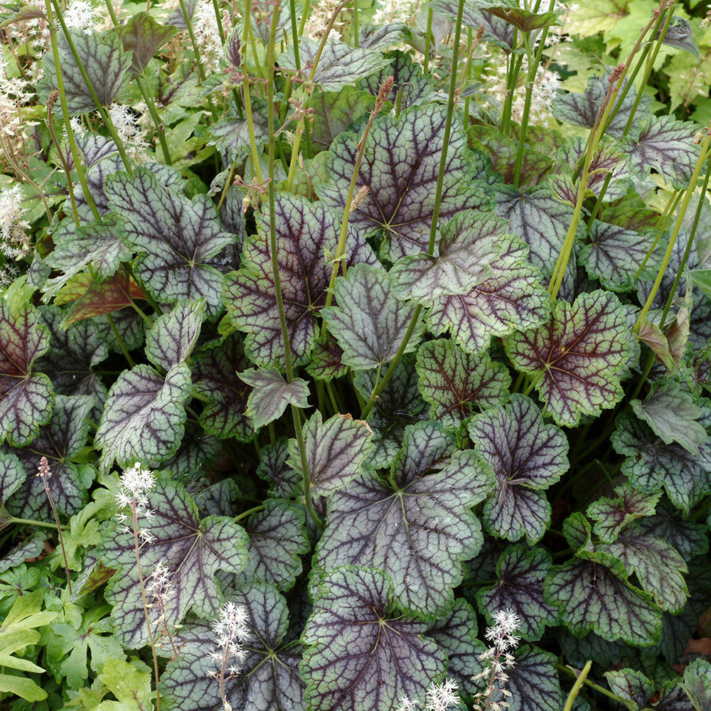 Heuchera ‘Green Spice’