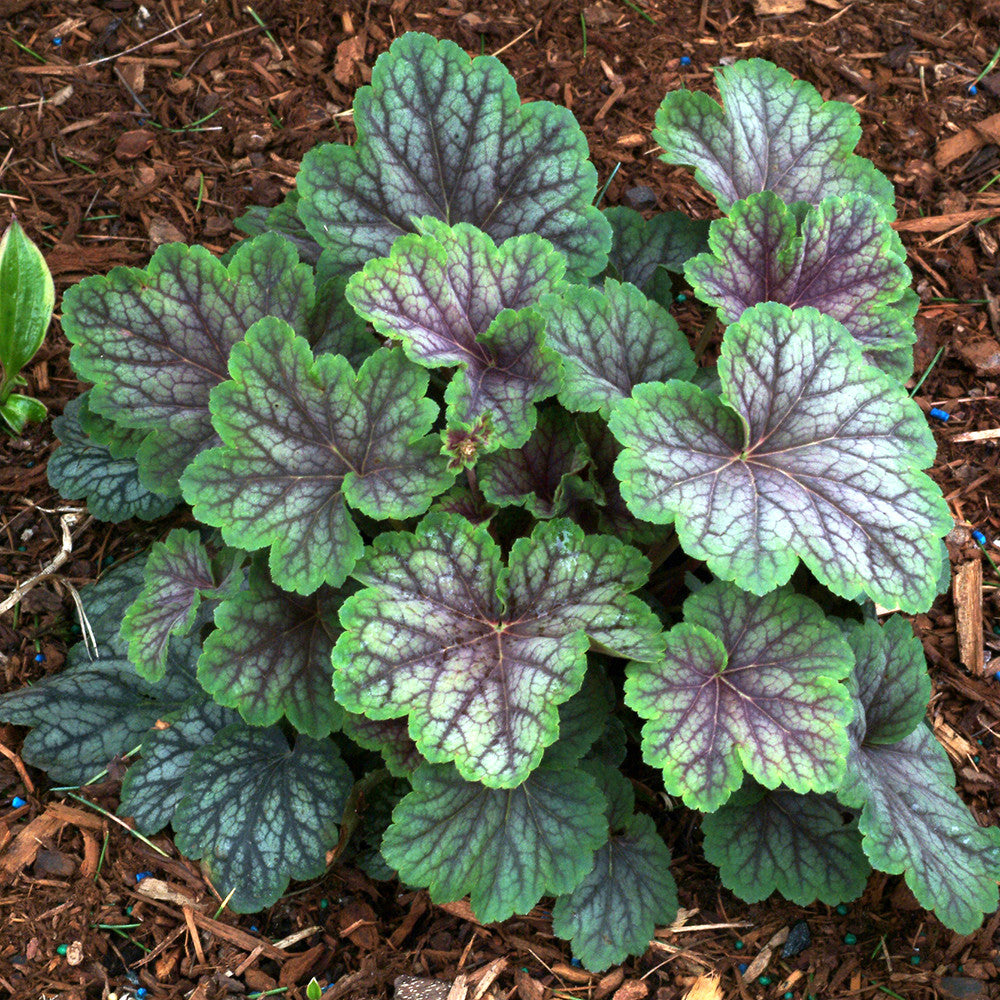Heuchera ‘Green Spice’