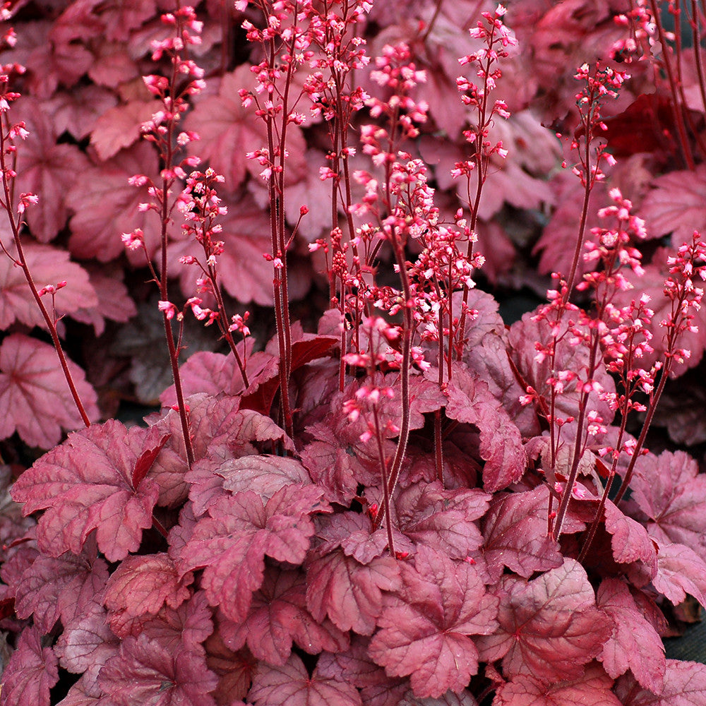 Heuchera ‘Grape Soda’
