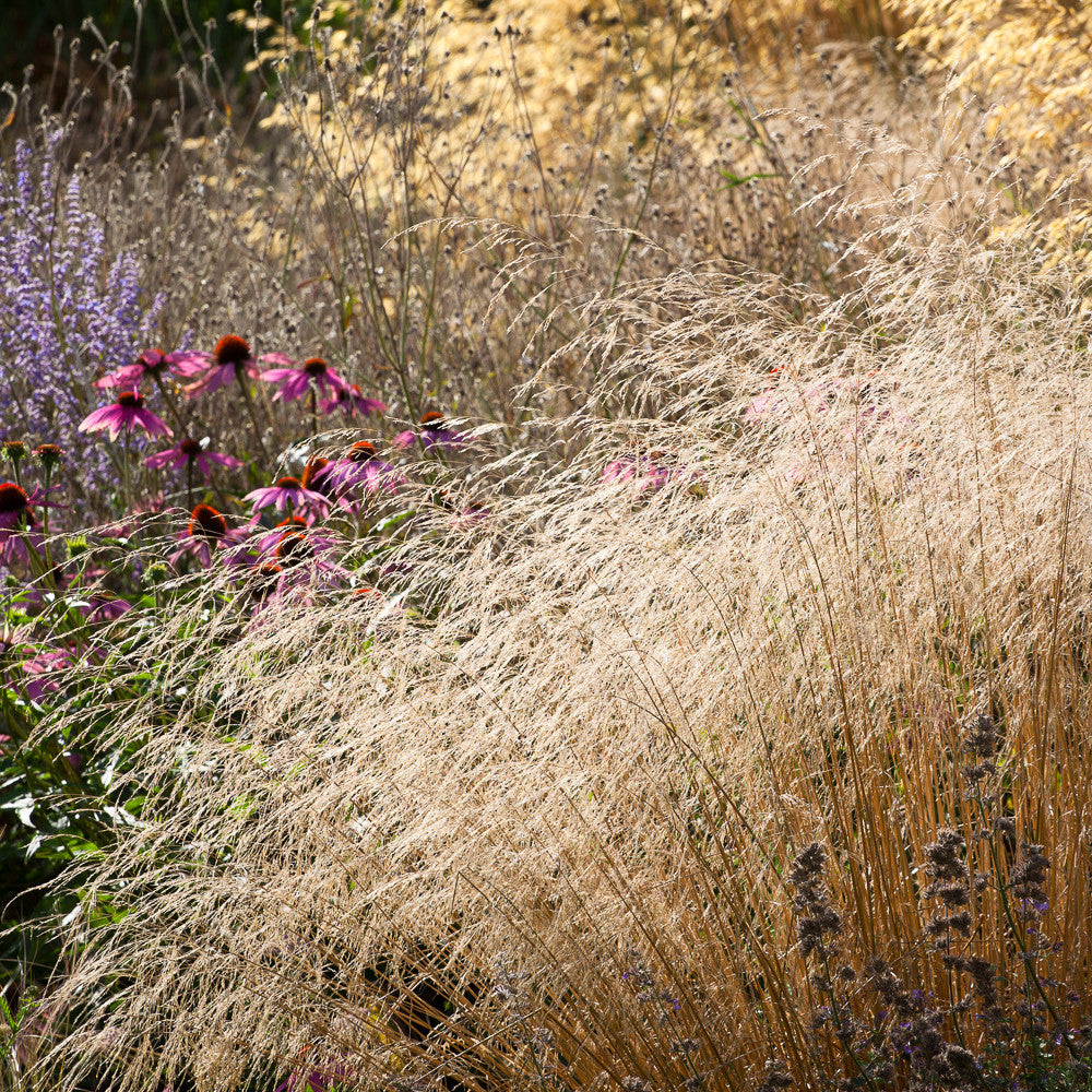 Deschampsia cespitosa 'Goldtau'