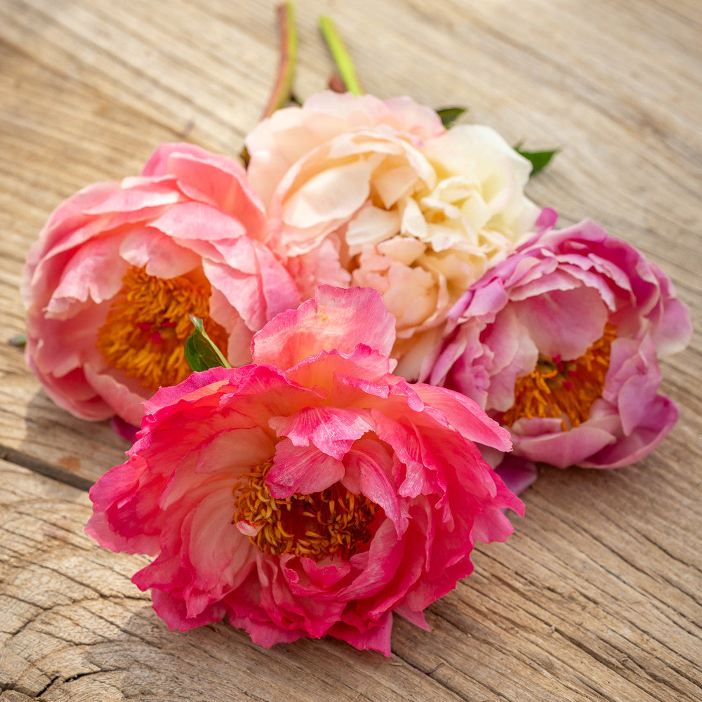 Paeonia 'Coral Sunset'