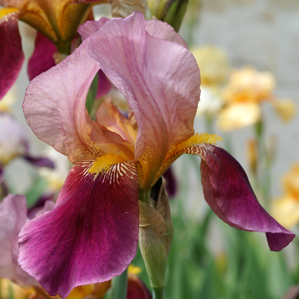 Iris germanica 'Salonique'