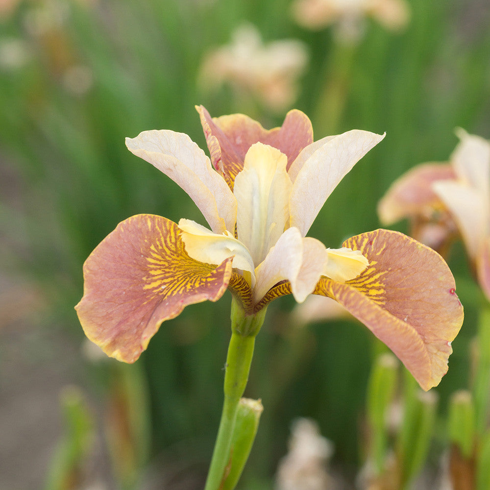 Iris sibirica 'Drink Your Tea'