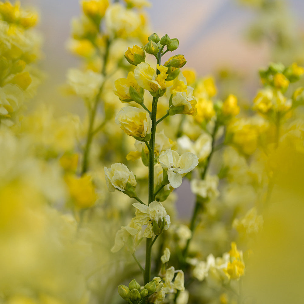 Wallflower 'Taffeta Primrose'