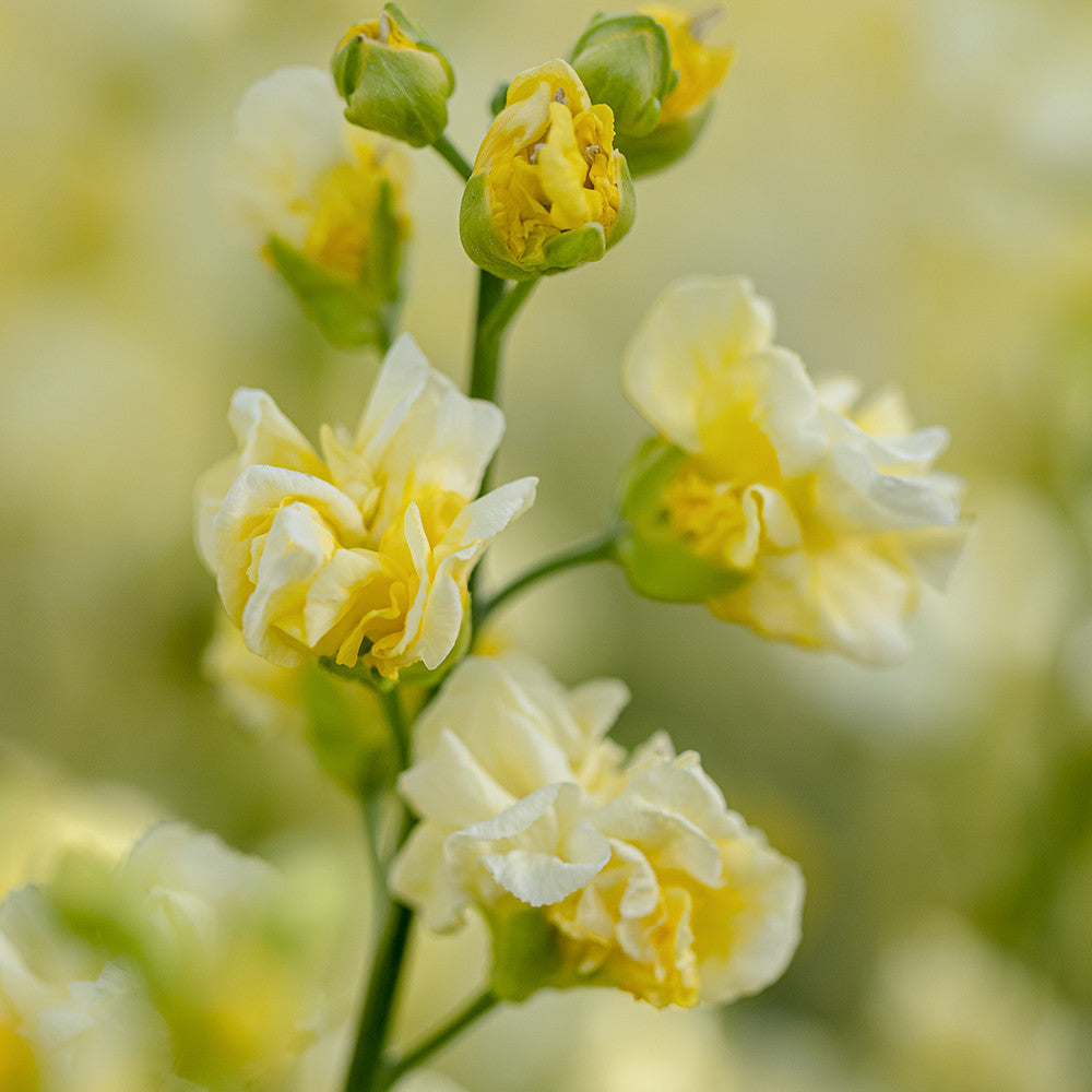 Wallflower 'Taffeta Primrose'