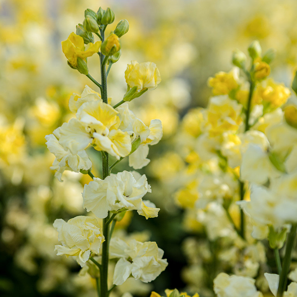 Wallflower 'Taffeta Primrose'
