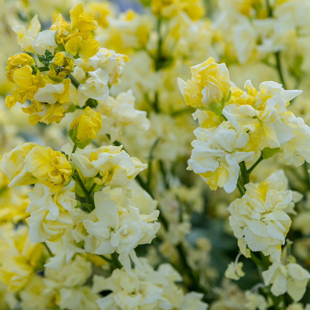 Wallflower 'Taffeta Primrose'
