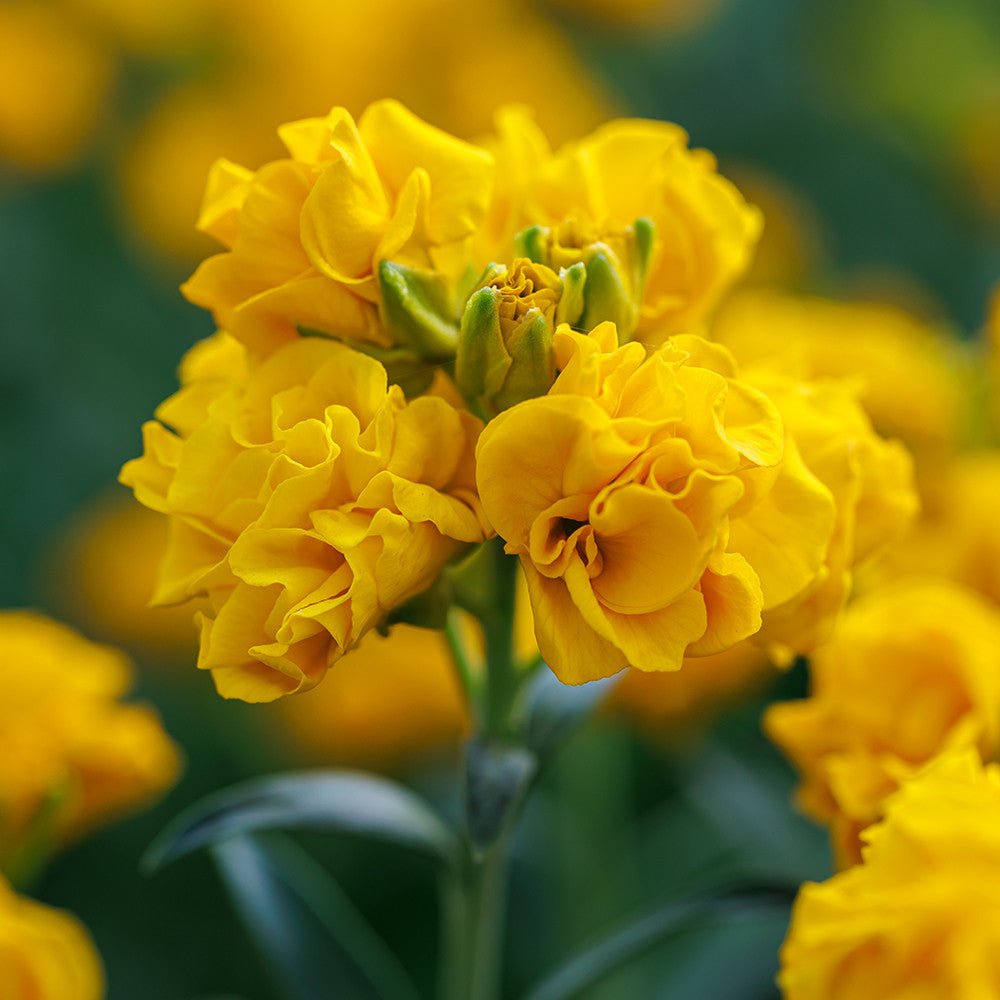 Wallflower 'Taffeta Gold'