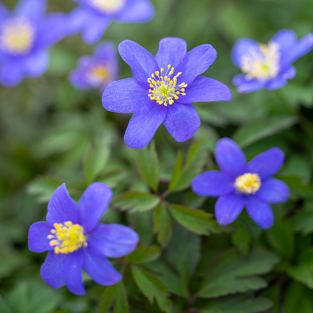 Anemone nemorosa 'Royal Blue'