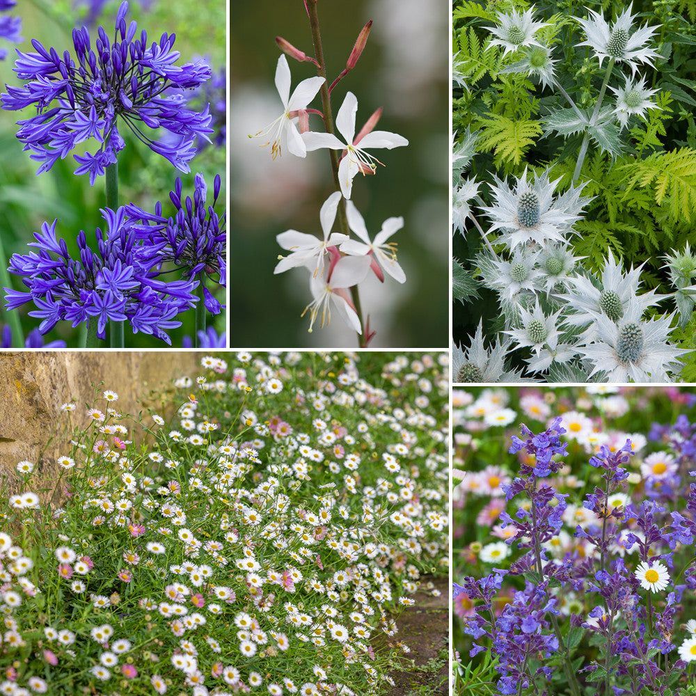 Sandy Soil Border Collection