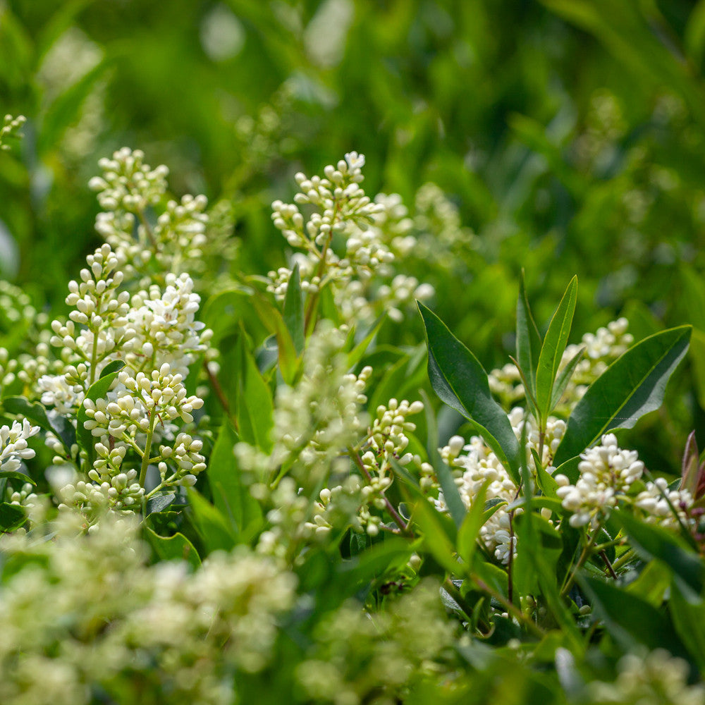 Wild Privet (Ligustrum vulgare)