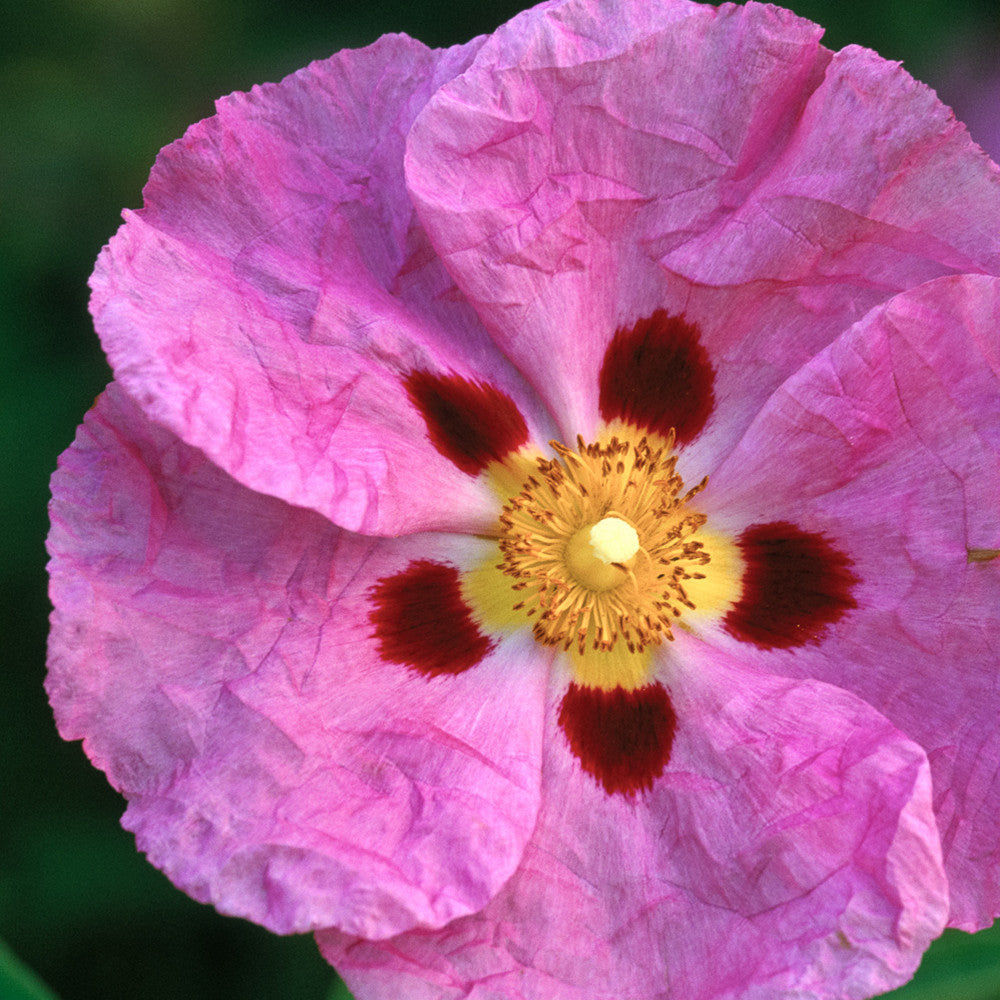 Cistus x purpureus
