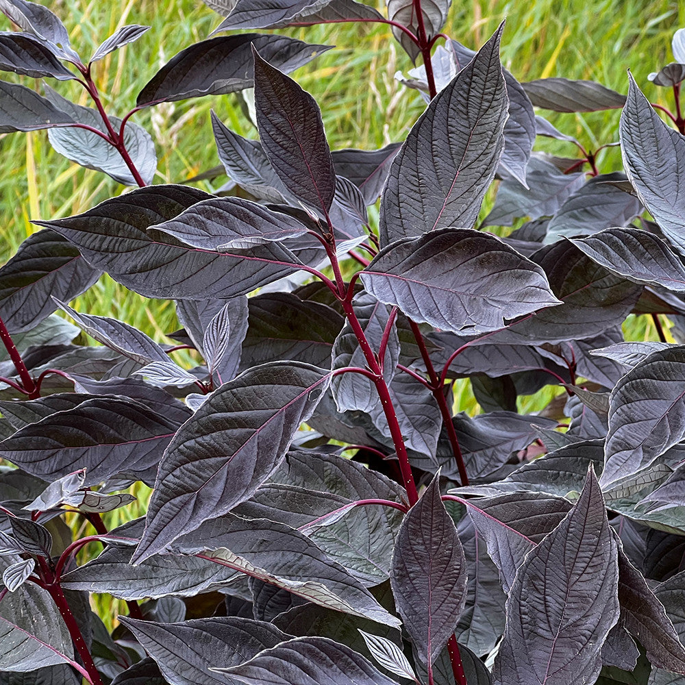 Cornus alba 'Nightfall'
