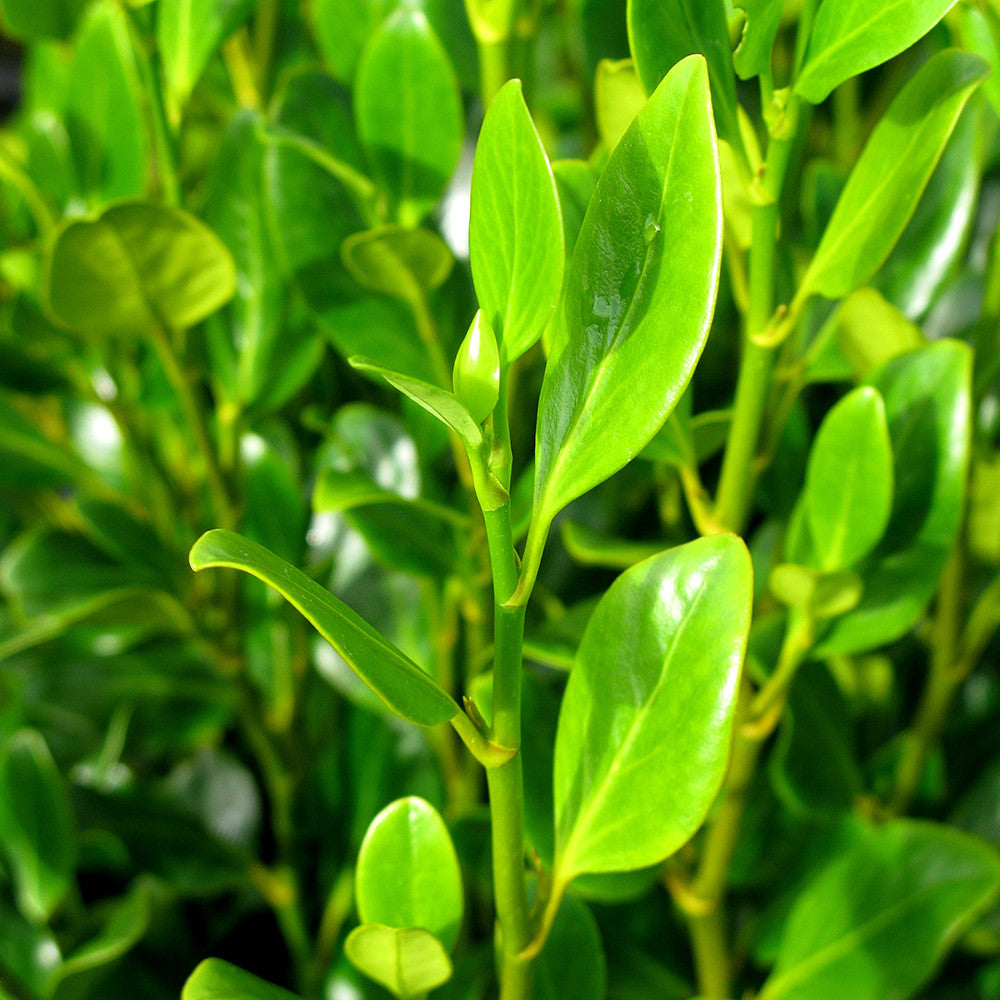 Griselinia littoralis