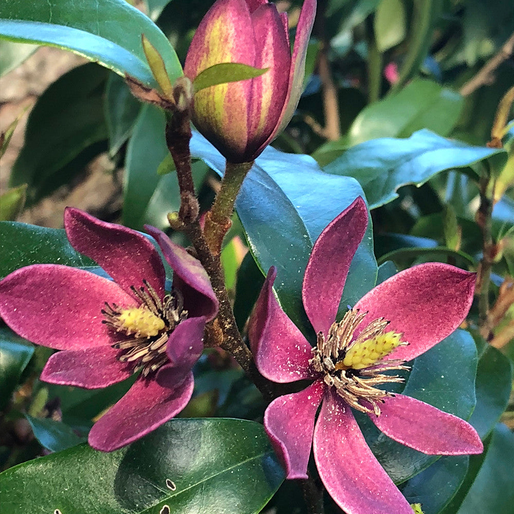 Magnolia 'Stellar Ruby'