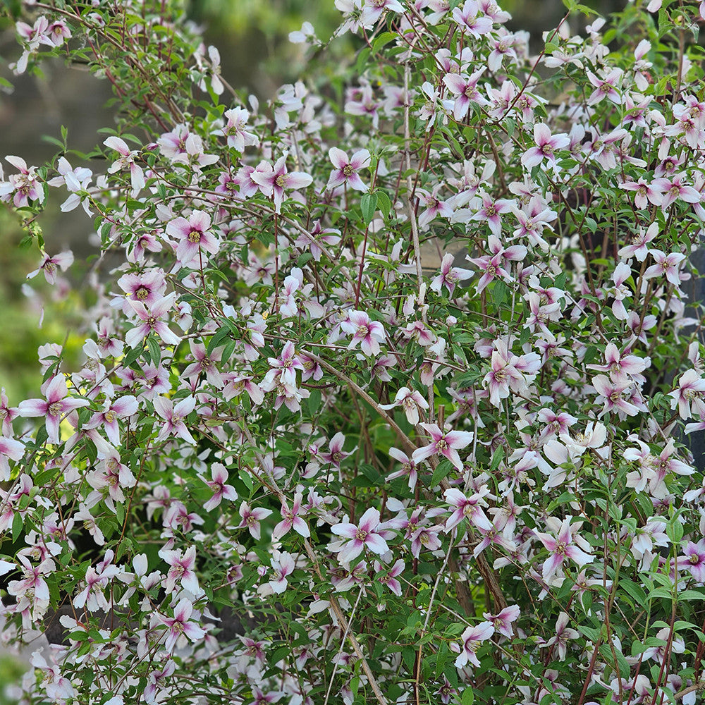 Philadelphus 'Petite Perfume Pink'