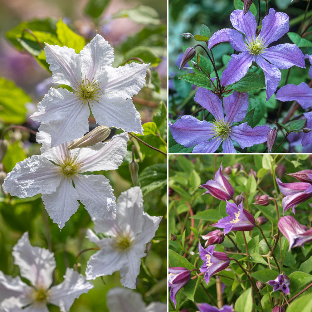 Crown Clematis Collection
