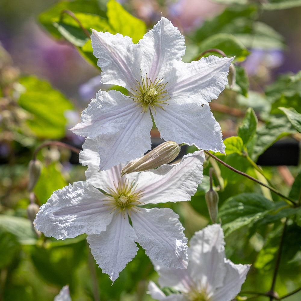 Crown Clematis Collection